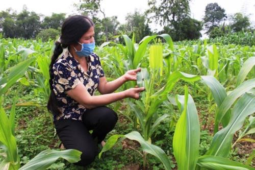 Sâu keo mùa thu gây hại trên cây ngô tại xóm Đà Lạn, thị trấn Nước Hai (Hòa An). Nguồn: baocaobang.vn Sâu keo mùa thu gây hại trên cây ngô tại xóm Đà Lạn, thị trấn Nước Hai (Hòa An). Nguồn: baocaobang.vn