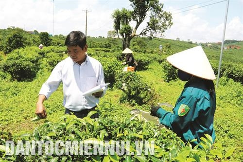 Anh Nguyễn Văn Thuận, cán bộ Phòng Nông nghiệp và Phát triển nông thôn huyện Bảo Lâm hướng dẫn bà con phương pháp chăm sóc chè theo tiêu chuẩn VietGAP Thông qua các chương trình, dự án như: Chương trình 135, 30a..., huyện Bảo Lâm đã đầu tư hàng chục tỷ đồng để xây dựng hệ thống đường giao thông, tạo thuận lợi cho ngành chè phát triển Công ty cổ phần chè Minh Rồng tổ chức thu mua chè cho bà con