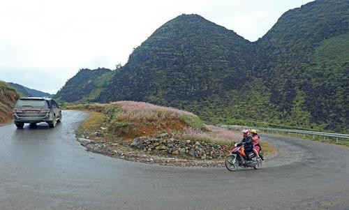 Hoa Tam giác mạch nở rộ trên những trên những cung đường uốn lượn lên cao nguyên đá Đồng Văn. Ảnh: Huy Hùng – TTXVN Hoa Tam giác mạch nở rộ trên những trên những cung đường uốn lượn lên cao nguyên đá Đồng Văn. Ảnh: Huy Hùng – TTXVN