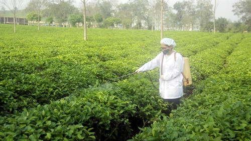 Em Phạm Mỹ Huyền phun thử nghiệm chế phẩm trên vườn chè. Ảnh: Quang Cường- TTXVN Em Phạm Mỹ Huyền phun thử nghiệm chế phẩm trên vườn chè. Ảnh: Quang Cường- TTXVN