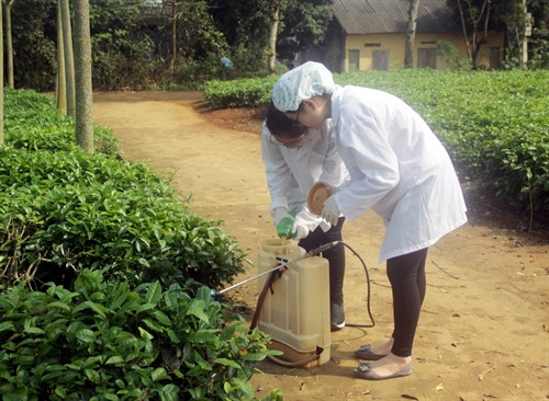 Hằng và Huyền chuẩn bị chế phẩm phun thử nghiệm trên cây chè. Ảnh: Quang Cường- TTXVN Hằng và Huyền chuẩn bị chế phẩm phun thử nghiệm trên cây chè. Ảnh: Quang Cường- TTXVN