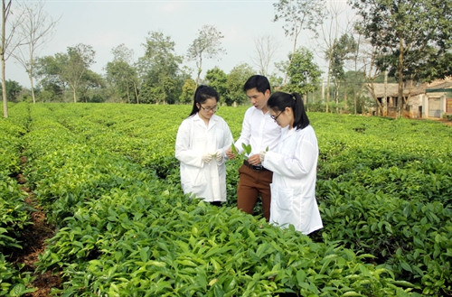 Hai em Hằng, Huyền cùng thầy giáo hướng dẫn kiểm tra lá chè sau khi dùng chế phẩm. Ảnh: Quang Cường- TTXVN Hai em Hằng, Huyền cùng thầy giáo hướng dẫn kiểm tra lá chè sau khi dùng chế phẩm. Ảnh: Quang Cường- TTXVN
