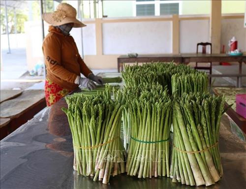 Măng tây xanh được tỉnh Ninh Thuận hỗ trợ đầu tư, phát triển thành sản phẩm OCOP. Ảnh: Nguyễn Thành – TTXVN Măng tây xanh được tỉnh Ninh Thuận hỗ trợ đầu tư, phát triển thành sản phẩm OCOP. Ảnh: Nguyễn Thành – TTXVN