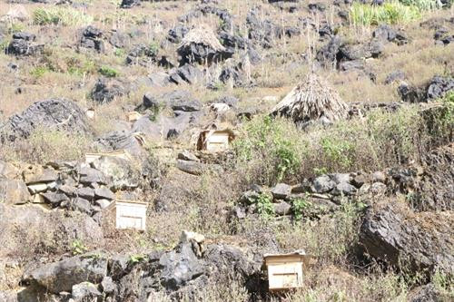 Mỗi tổ ong có 5 cầu ong, một phần là nơi nuôi nhộng, một phần là nơi sản xuất mật