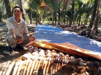 Anh Chơn ươm dừa Mã Lai giống. Ảnh : tiengiang.gov.vn Anh Chơn ươm dừa Mã Lai giống. Ảnh : tiengiang.gov.vn