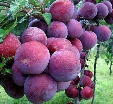 Mận tam hoa Mù Cang Chải ảnh 2 Mận tam hoa Mù Cang Chải ảnh 2