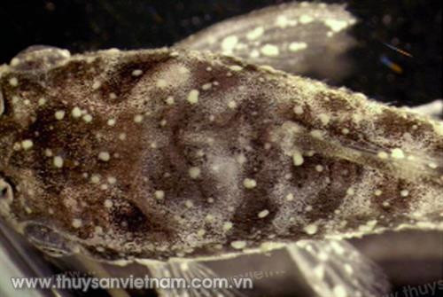 Ký sinh trùng Ichthyophthirius gây bệnh đốm trắng trên cá. Ảnh: thuysanvietnam.com.vn Ký sinh trùng Ichthyophthirius gây bệnh đốm trắng trên cá. Ảnh: thuysanvietnam.com.vn