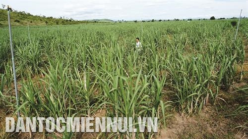 Việc xây dựng các cánh đồng lớn chuyên canh cây lúa và cây mía ở huyện Phú Thiện đã làm thay đổi tư duy sản xuất lạc hậu lâu nay, góp phần nâng cao năng suất, hiệu quả kinh tế và phát triển bền vững. Trong ảnh: Cánh đồng mía lớn, rộng 88 ha của 44 hộ đồng bào dân tộc Bahnar ở xã Chư A Thai, huyện Phú Thiện. Ảnh: An Thành Đạt - TTXVN