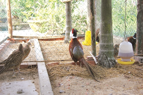 Chim trưởng thành được nuôi trong chuồng lớn và sử dụng thức ăn cho gia cầm