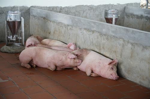 Khánh thành Khu giết mổ gia súc gia cầm tập trung lớn nhất Thái Nguyên ảnh 6