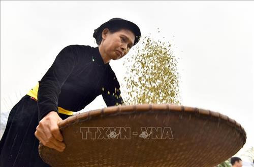 Sàng sảy để cho hạt cốm sạch và xanh. Ảnh: Văn Tý – TTXVN