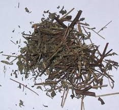 Giloy – Cây thuốc chữa ung thư hiệu quả ảnh 2 Giloy – Cây thuốc chữa ung thư hiệu quả ảnh 2