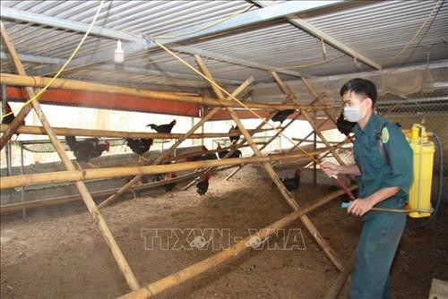 Phun thuốc khử khuẩn nhằm phòng chống dịch gia cầm tại trang trại gà của gia đình anh Thuần. Ảnh: Quý Trung – TTXVN Phun thuốc khử khuẩn nhằm phòng chống dịch gia cầm tại trang trại gà của gia đình anh Thuần. Ảnh: Quý Trung – TTXVN