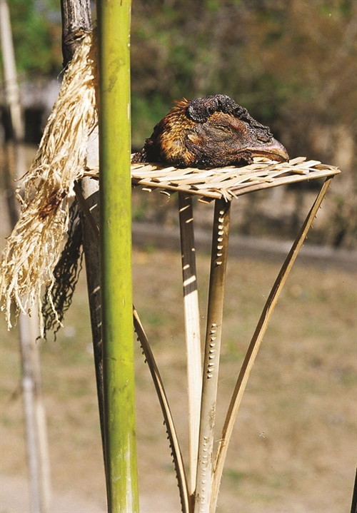 Đầu gà dùng để cúng Yàng Đầu gà dùng để cúng Yàng