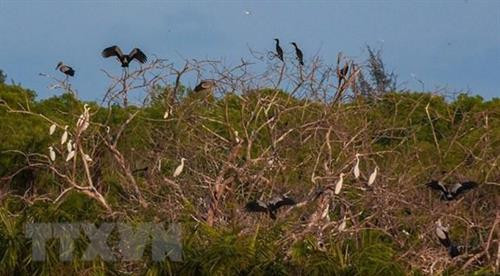 Cò nhạn về cư trú tại Vườn chim Bạc Liêu. Ảnh: Huỳnh Sử - TTXVN