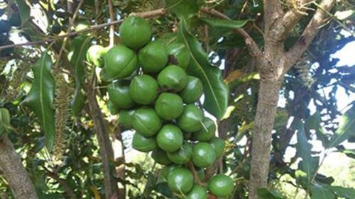 Cây mắc ca có thể trồng theo 2 phương thức trồng thuần loại hoặc trồng xen với cà phê, chè, hồ tiêu. Ảnh : nhanong.com.vn Cây mắc ca có thể trồng theo 2 phương thức trồng thuần loại hoặc trồng xen với cà phê, chè, hồ tiêu. Ảnh : nhanong.com.vn