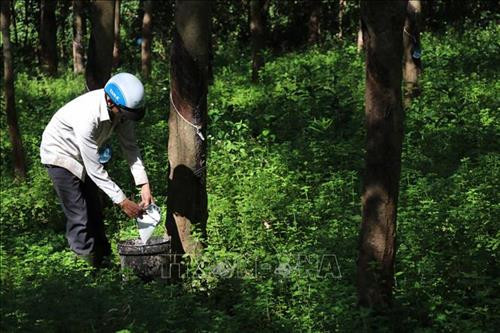 Người dân Quảng Trị thu gom mủ cao su tại vườn. Ảnh: Nguyên Lý - TTXVN