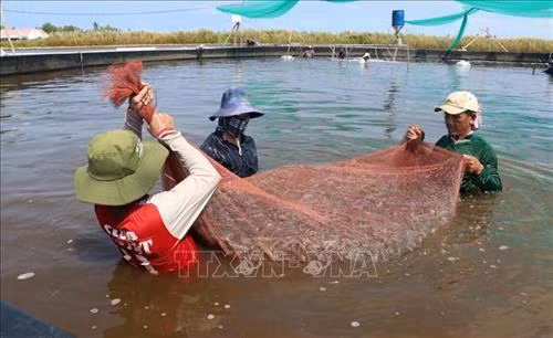 Thu hoạch tôm thẻ chân trắng ở xã Vân Khánh Đông, huyện An Minh (Kiên Giang). Ảnh: Lê Huy Hải - TTXVN