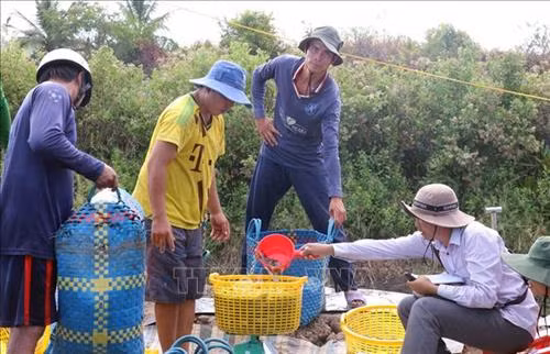 Thu hoạch tôm thẻ chân trắng ở xã Vân Khánh Đông, huyện An Minh (Kiên Giang). Ảnh: Lê Huy Hải - TTXVN