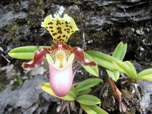 Lan Hài, loài thực vật quý hiếm có tên trong sách đỏ ở độ cao 1.000 mét trên núi đá Khau Ca. Lan Hài, loài thực vật quý hiếm có tên trong sách đỏ ở độ cao 1.000 mét trên núi đá Khau Ca.