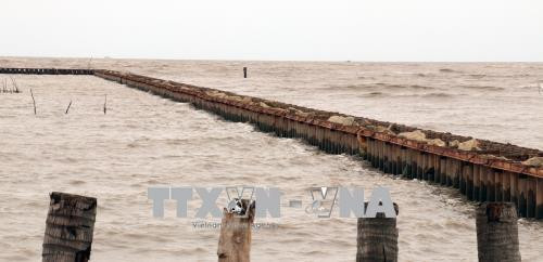 Hàng rào bê tông đá phía ngoài đoạn đê biển Hương Mai - Tiểu Dừa có tác dụng chắn sóng, ngăn sạt lở, gây bồi tạo bãi, khôi phục và phát triển rừng phòng hộ. Ảnh: Lê Huy Hải - TTXVN