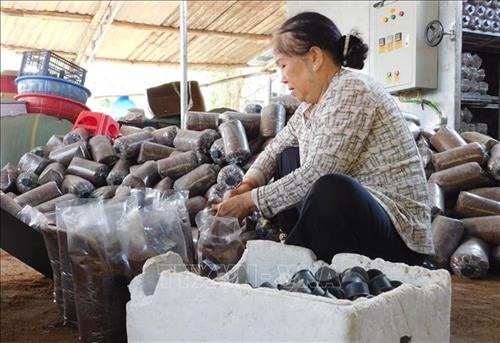 Đóng nút cổ chai cho các phôi nấm tại chi nhánh xã Vĩnh Trung, thành phố Nha Trang, tỉnh Khánh Hòa. Ảnh: Phan Sáu – TTXVN Đóng nút cổ chai cho các phôi nấm tại chi nhánh xã Vĩnh Trung, thành phố Nha Trang, tỉnh Khánh Hòa. Ảnh: Phan Sáu – TTXVN