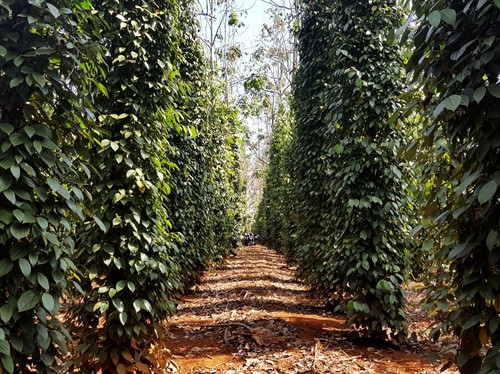 Một vườn tiêu canh tác sinh học tại xã Nâm N’Jang, huyện Đắk Song đang cho thu hoạch ổn định với sản lượng khoảng 6 tấn/ha/năm. Một vườn tiêu canh tác sinh học tại xã Nâm N’Jang, huyện Đắk Song đang cho thu hoạch ổn định với sản lượng khoảng 6 tấn/ha/năm.