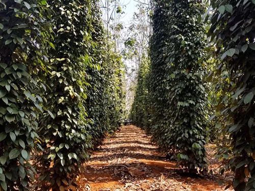 Một vườn tiêu canh tác sinh học tại xã Nâm N’Jang, huyện Đắk Song đang cho thu hoạch ổn định với sản lượng khoảng 6 tấn/ha/năm.