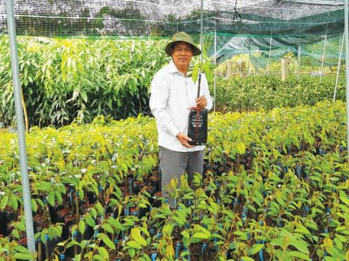 Lão nông Ngô Văn Mười, chủ của 4 cơ sở sản xuất cây giống (vườn ươm) ở “thủ phủ cây giống Cái Mơn", huyện Chợ Lách, tỉnh Bến Tre. Ảnh : baodautu.vn