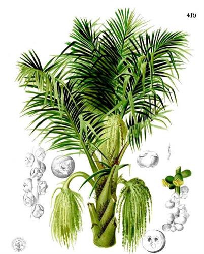 Đặc tính của cây đác Đặc tính của cây đác