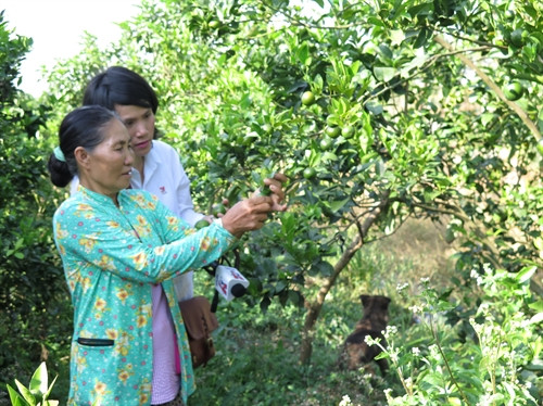 Bà Nguyễn Thị Kê bên vườn quýt 6.000 m2 tại thành phố Vị Thanh (Hậu Giang) có nguy cơ thiếu nước ngọt để tưới. Bà Nguyễn Thị Kê bên vườn quýt 6.000 m2 tại thành phố Vị Thanh (Hậu Giang) có nguy cơ thiếu nước ngọt để tưới.