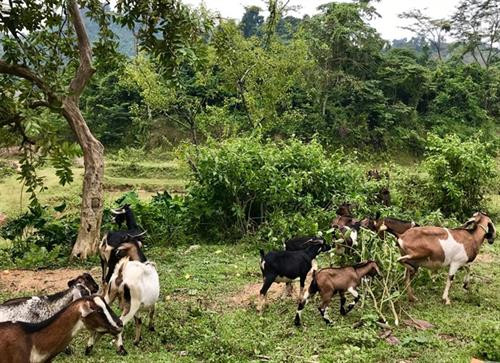 Bầy dê con nào cũng khỏe mạnh cứng cáp, da mềm, lông mịn. Ảnh: nongnghiep.vn Bầy dê con nào cũng khỏe mạnh cứng cáp, da mềm, lông mịn. Ảnh: nongnghiep.vn