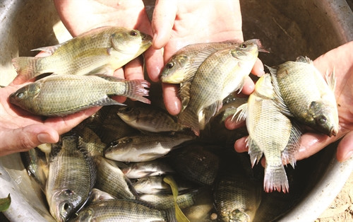 Chọn cá giống tại các cơ sở cung cấp giống có uy tín. Giống phải khỏe mạnh, không mắc bệnh, đồng đều Chọn cá giống tại các cơ sở cung cấp giống có uy tín. Giống phải khỏe mạnh, không mắc bệnh, đồng đều