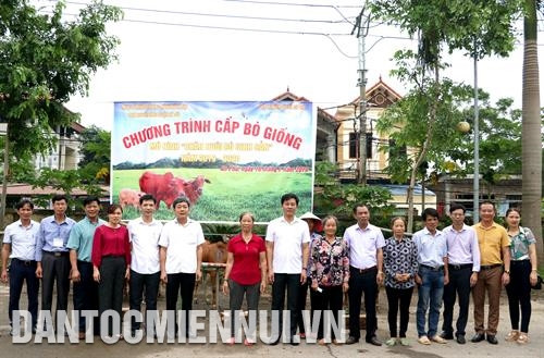 Năm 2019, Trung tâm Khuyến nông Hà Nội triển khai mô hình chăn nuôi bò sinh sản hỗ trợ các hộ nghèo, hộ đồng bào dân tộc còn khó khăn với quy mô 80 con tại 5 xã miền núi thuộc 3 huyện: Thạch Thất, Ba Vì, Mỹ Đức. Ảnh: Trung Xuân