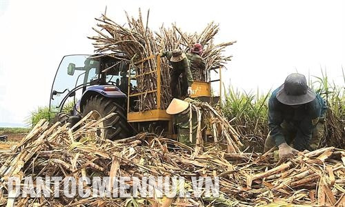 Ngành mía đường tỉnh Gia Lai chủ động liên kết với người nông dân mở rộng cánh đồng lớn, tạo tiền đề để ứng dụng công nghệ cao vào canh tác