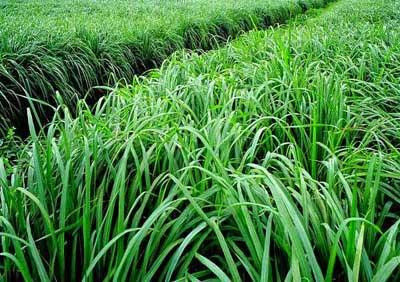 Cỏ Ghinê còn gọi là cỏ sả, một số nơi còn gọi là cỏ Tây Nghệ An hay cỏ sữa. Ảnh :nuoitrong123.com Cỏ Ghinê còn gọi là cỏ sả, một số nơi còn gọi là cỏ Tây Nghệ An hay cỏ sữa. Ảnh :nuoitrong123.com