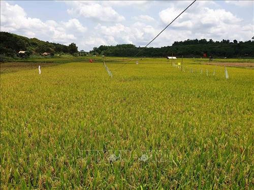 Cánh đồng bon Pi Nao, nơi nông dân vẫn sử dụng những cách làm “truyền thống” để đuổi chim, chuột phá lúa. Ảnh: Ngọc Minh – TTXVN Cánh đồng bon Pi Nao, nơi nông dân vẫn sử dụng những cách làm “truyền thống” để đuổi chim, chuột phá lúa. Ảnh: Ngọc Minh – TTXVN