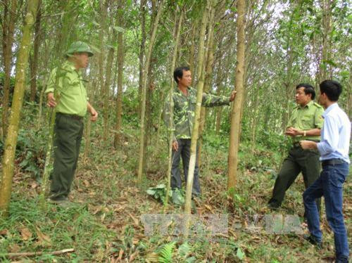 Các cán bộ kiểm lâm kiểm tra vườn rừng của hộ gia đình ông Hoàng Văn Tuấn (52 tuổi ở xã Cát Vân, huyện Như Xuân, tỉnh Thanh Hóa). Ảnh Nguyễn Nam - TTXVN Các cán bộ kiểm lâm kiểm tra vườn rừng của hộ gia đình ông Hoàng Văn Tuấn (52 tuổi ở xã Cát Vân, huyện Như Xuân, tỉnh Thanh Hóa). Ảnh Nguyễn Nam - TTXVN