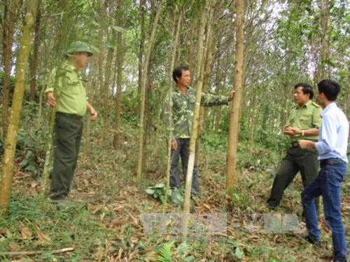 Các cán bộ kiểm lâm kiểm tra vườn rừng của hộ gia đình ông Hoàng Văn Tuấn (52 tuổi ở xã Cát Vân, huyện Như Xuân, tỉnh Thanh Hóa). Ảnh Nguyễn Nam - TTXVN