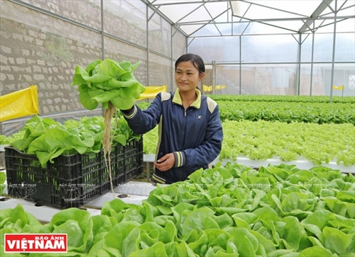 Rau thủy canh được trồng cách ly với bên ngoài và không sử dụng thuốc bảo vệ thực vật nên rất an toàn cho người sử dụng