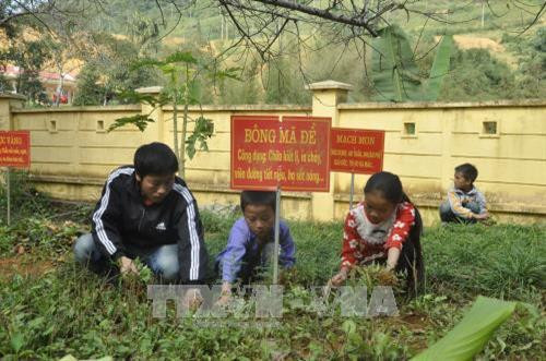 Học sinh trường Phổ thông dân tộc bán trú THCS Sín Chéng (Si Ma Cai) chăm sóc vườn thuốc nam. Ảnh: Hương Thu - TTXVN Học sinh trường Phổ thông dân tộc bán trú THCS Sín Chéng (Si Ma Cai) chăm sóc vườn thuốc nam. Ảnh: Hương Thu - TTXVN