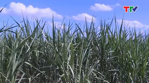 Sau hơn 2 năm, xã Thành Vinh (huyện Thạch Thanhg) đã phát triển được 120 ha trồng mía áp dụng cơ giới hóa đồng bộ, đạt 152% so với kế hoạch nhiệm kỳ 2015-2020. Ảnh: truyenhinhthanhhoa.vn Sau hơn 2 năm, xã Thành Vinh (huyện Thạch Thanhg) đã phát triển được 120 ha trồng mía áp dụng cơ giới hóa đồng bộ, đạt 152% so với kế hoạch nhiệm kỳ 2015-2020. Ảnh: truyenhinhthanhhoa.vn