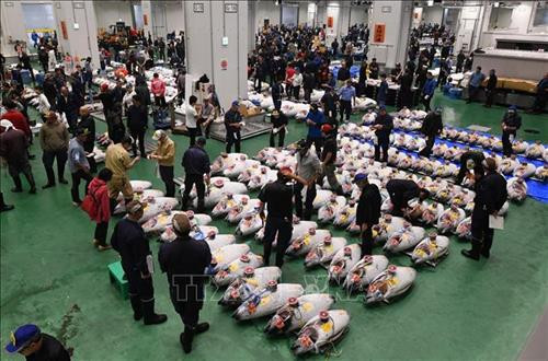 Cá ngừ được bày bán đấu giá tại chợ cá Toyosu mới ở thủ đô Tokyo, Nhật Bản. Ảnh: AFP/ TTXVN Cá ngừ được bày bán đấu giá tại chợ cá Toyosu mới ở thủ đô Tokyo, Nhật Bản. Ảnh: AFP/ TTXVN