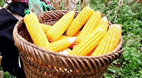 Ngô tẻ do chính tay người Mông trồng trên đồi cao là nguyên liệu làm ra mèn mén.