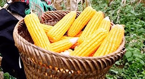 Ngô tẻ do chính tay người Mông trồng trên đồi cao là nguyên liệu làm ra mèn mén. Ngô tẻ do chính tay người Mông trồng trên đồi cao là nguyên liệu làm ra mèn mén.