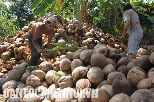 Thương lái thu mua dừa khô. Ảnh: Công Trí - DTMN