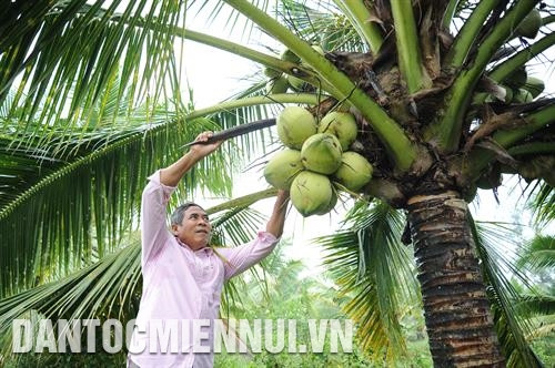 Ông Sơn Lưu Phương, người dân tộc Khmer ở xã Lương Hòa A, huyện Châu Thành (Trà Vinh) chăm sóc vườn dừa của gia đình. Ảnh: Phúc Thanh - DTMN