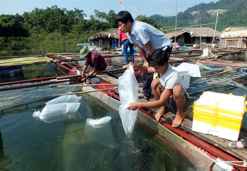 Các hộ gia đình được dự án hỗ trợ cá Lăng giống để phát triển sản xuất. Ảnh: Văn Tý/TTXVN Các hộ gia đình được dự án hỗ trợ cá Lăng giống để phát triển sản xuất. Ảnh: Văn Tý/TTXVN