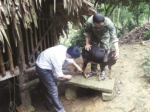 Xã Trung Hội phát triển nghề nuôi dê cho hiệu quả kinh tế cao Xã Trung Hội phát triển nghề nuôi dê cho hiệu quả kinh tế cao