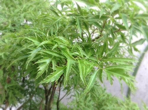 Theo dân gian, đinh lăng lá nhỏ có hai loại chính: Đinh lăng nếp và đinh lăng tẻ, kỹ thuật trồng loài cây này không quá khó